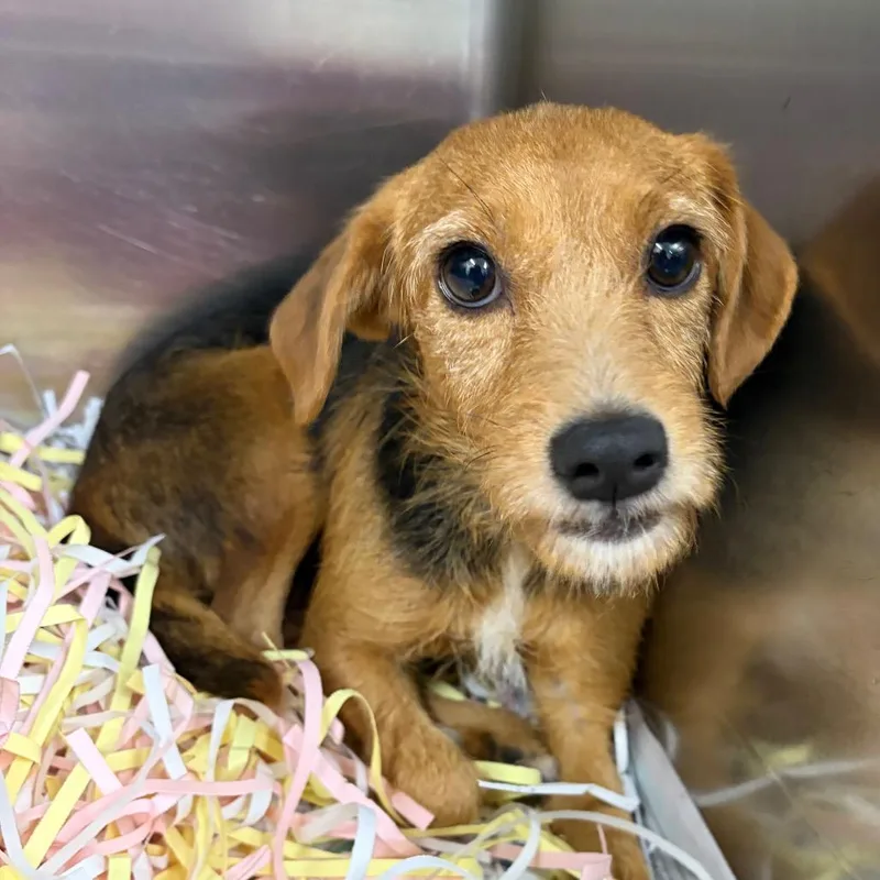 An adult small-sized female Brown / Chocolate Mixed Breed dog named Dani for adoption in Montgomery, AL
