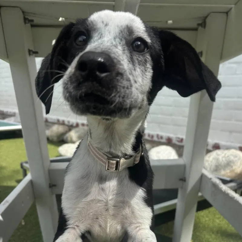 A baby medium-sized female Mixed Breed dog named Celeste for adoption in Stamford, CT