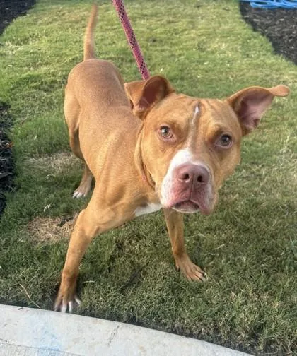 An adult medium-sized male Mixed Breed dog named Keanu for adoption in Chamblee, GA