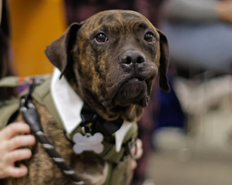 An adult large-sized male Pit Bull Terrier dog named Joker for adoption in Tulsa, OK