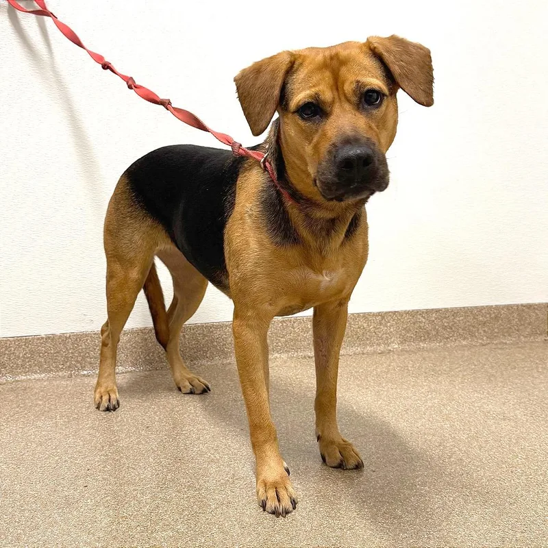 A baby large-sized female Brown / Chocolate Mixed Breed dog named Grimwar for adoption in League City, TX