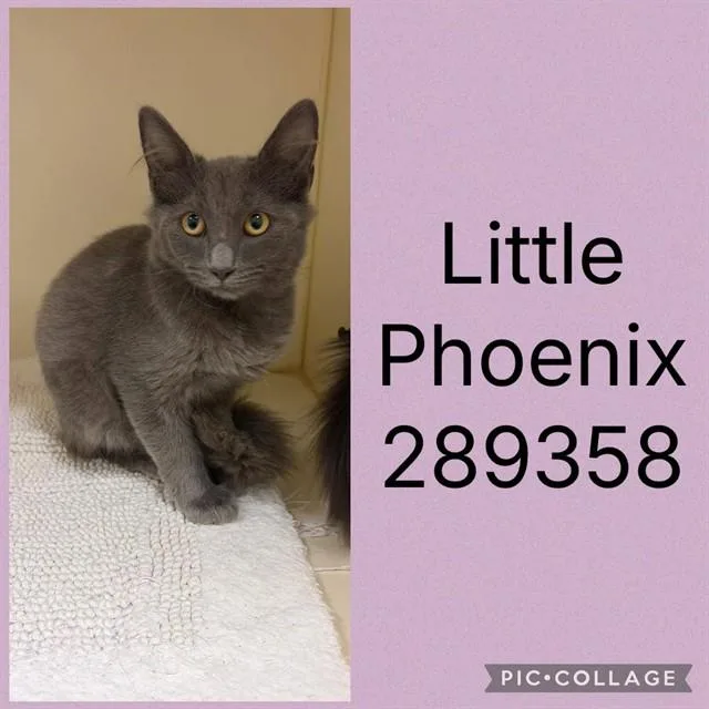 A baby large-sized female Domestic Short Hair cat named Little Phoenix for adoption in Macon, GA