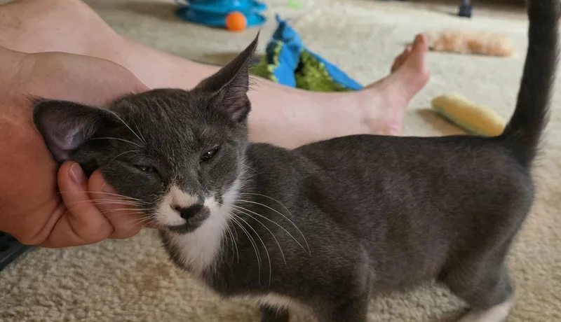 A young medium-sized male Domestic Short Hair cat named Kelvin for adoption in Mechanicsburg, PA