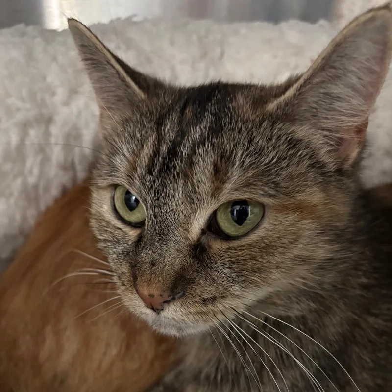 An adult medium-sized female Domestic Short Hair cat named NCI Orla for adoption in Port Washington, NY