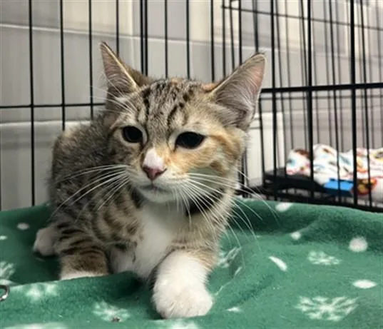 A baby small-sized female Domestic Short Hair cat named Kiwi for adoption in San Pedro, CA
