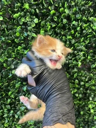 A baby small-sized male Orange / Red Domestic Medium Hair cat named 60858295 for adoption in El Paso, TX