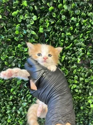 60858295 thumbnail 2