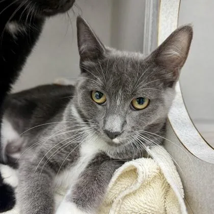 A baby small-sized female White Domestic Short Hair cat named Berlin for adoption in Atlanta, GA