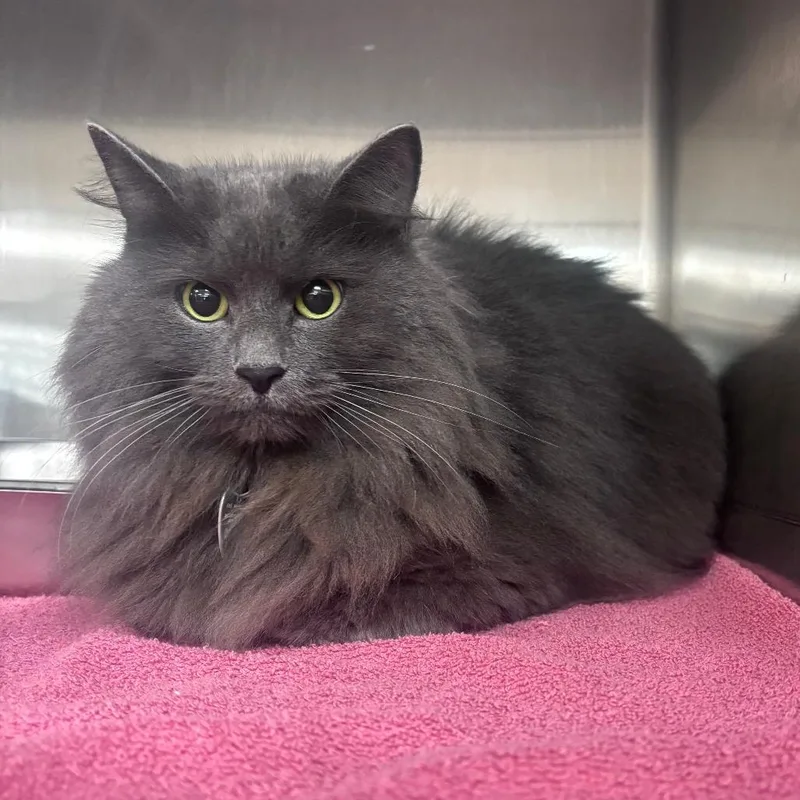 An adult large-sized female Domestic Long Hair cat named Mamacita for adoption in Indianapolis, IN