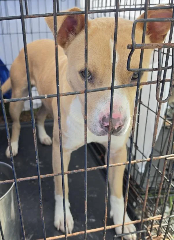 A young medium-sized male Pit Bull Terrier dog named Bobby for adoption in Cleveland, TN