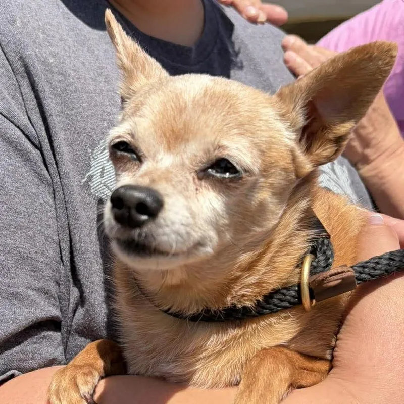A senior small-sized female Yellow / Tan / Blond / Fawn Chihuahua dog named Sharkesha for adoption in Ramona, CA