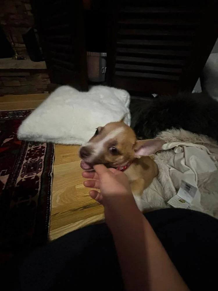 A baby small-sized male Chihuahua dog named Carlito for adoption in Parker, CO