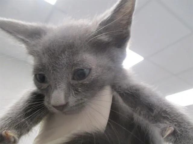 A baby small-sized male Domestic Short Hair cat named Skipper for adoption in Ocala, FL