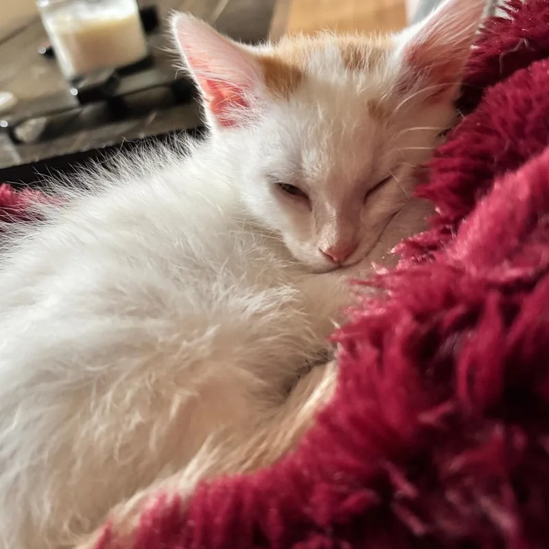 A baby small-sized female Domestic Short Hair cat named Lucy for adoption in Commerce City, CO