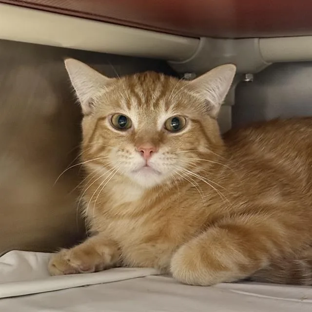 An adult medium-sized male Domestic Short Hair cat named Santiago for adoption in Las Vegas, NV