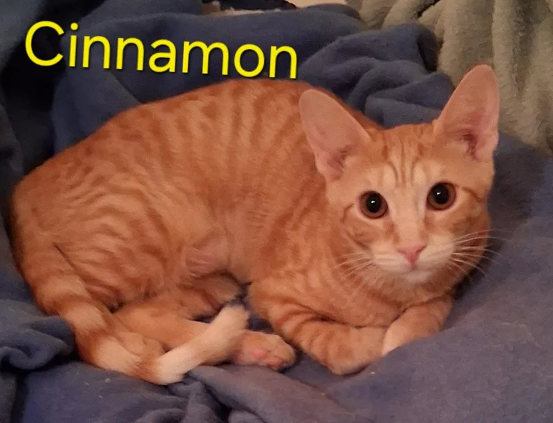A young medium-sized female Orange / Red Domestic Short Hair cat named Cinnamon for adoption in Longwood, FL