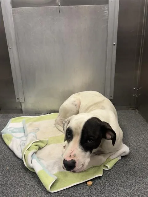 A young medium-sized male Mixed Breed dog named Domino for adoption in Dallas, TX