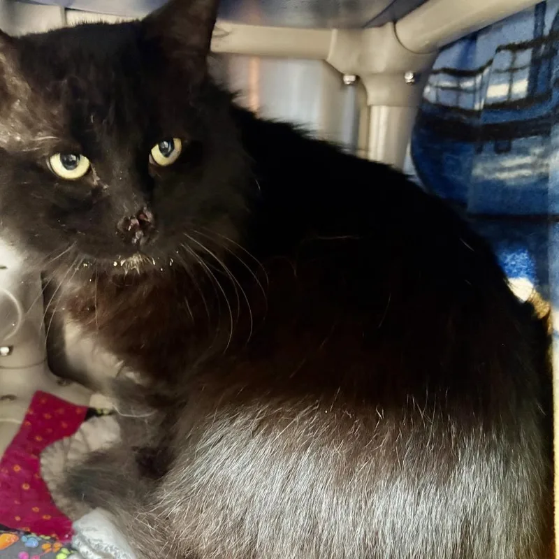 A senior large-sized male Black Domestic Medium Hair cat named Cooper for adoption in Riverside, CA