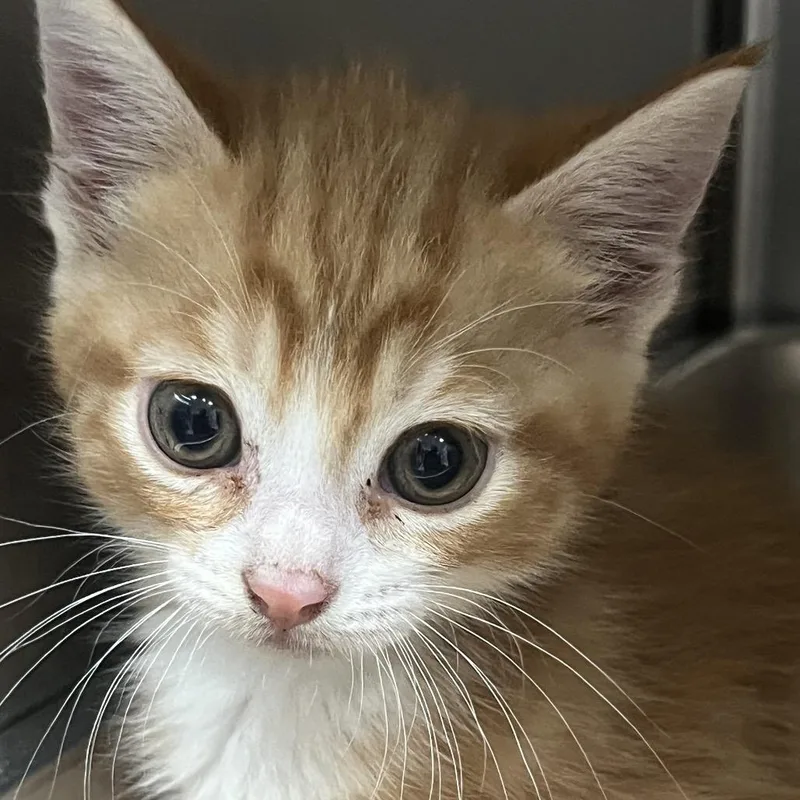 A baby small-sized male Orange / Red Domestic Short Hair cat named Leopard for adoption in Pensacola, FL