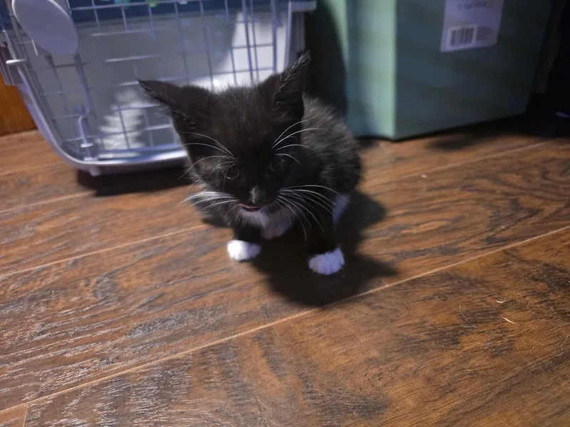 A baby small-sized female Domestic Short Hair cat named Wanda for adoption in Camden, TN