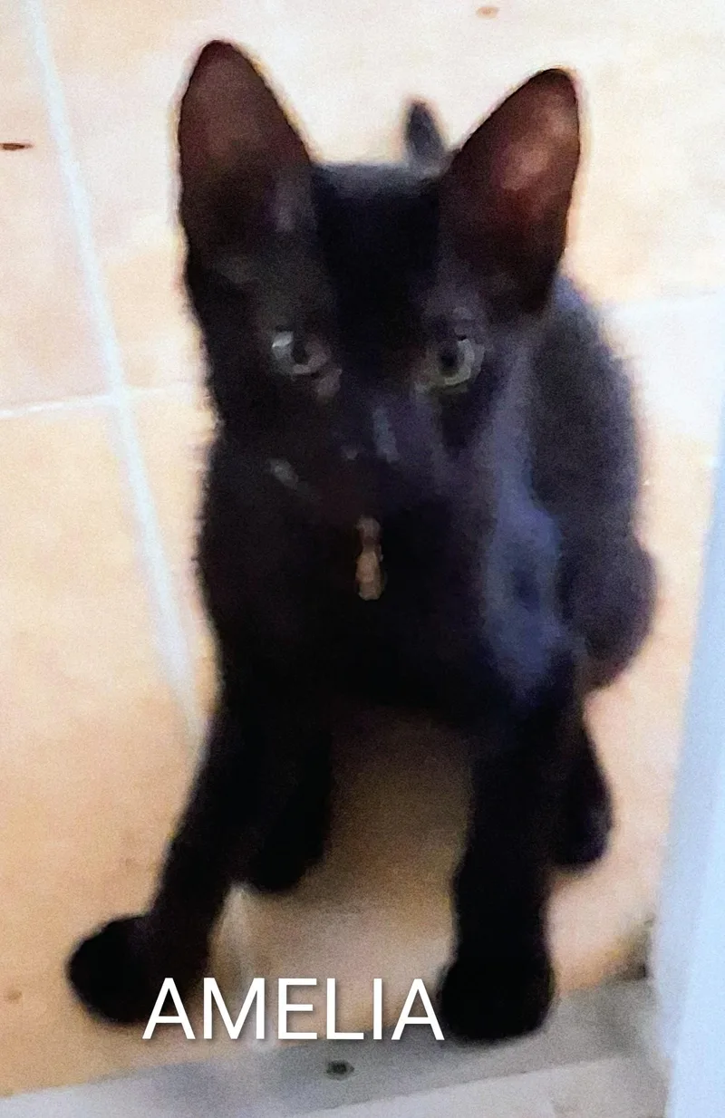 A baby medium-sized female Black Domestic Short Hair cat named Amelia for adoption in Hawthorne, CA