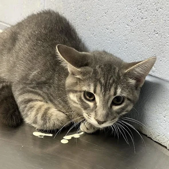 A baby small-sized female Gray / Blue / Silver Domestic Short Hair cat named Penny for adoption in DeKalb, IL