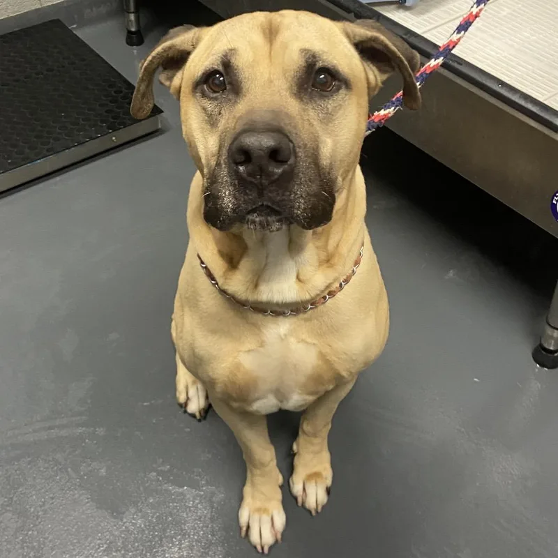 An adult large-sized male Mixed Breed dog named Tutt for adoption in Allentown, PA