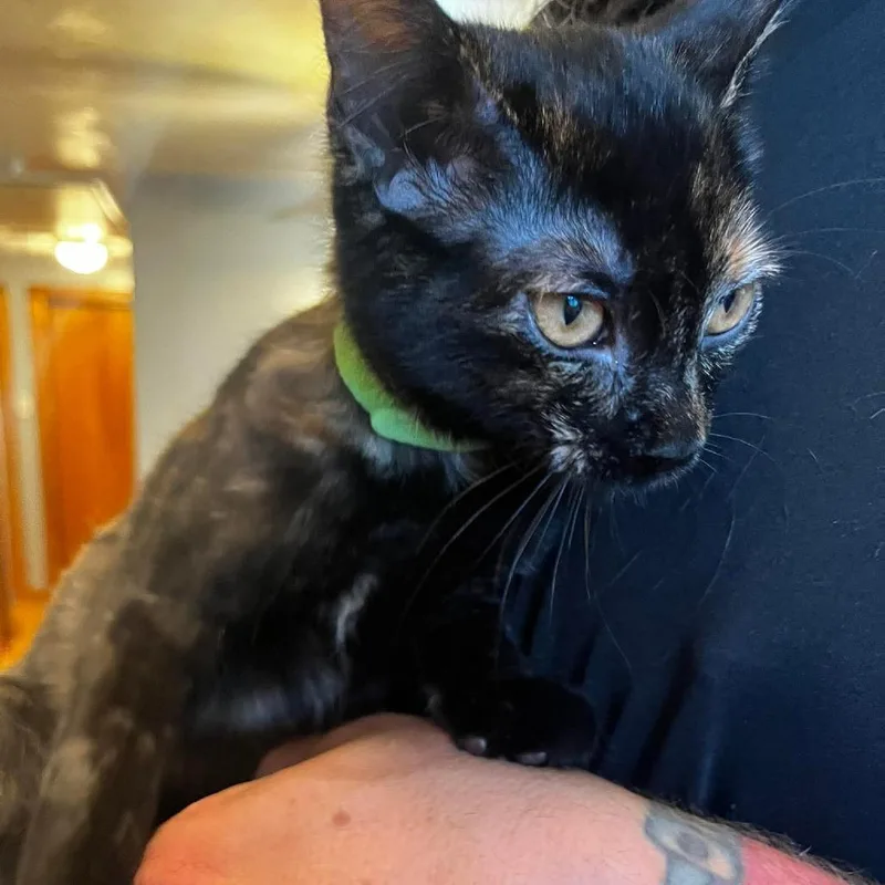 A baby small-sized female Tortoiseshell Domestic Short Hair cat named Daisy for adoption in Irwin, PA