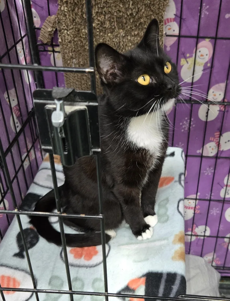 A young medium-sized female Black Domestic Short Hair cat named Gertrude for adoption in Mokena, IL