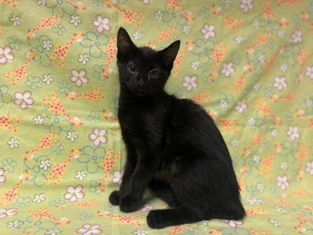 A baby small-sized female Domestic Short Hair cat named Scallop for adoption in Fairfield, CA