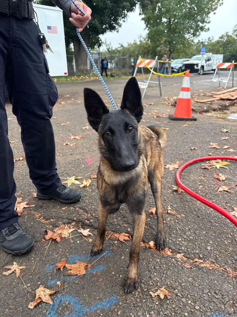 A young medium-sized female Brindle Belgian Shepherd / Malinois dog named Addie for adoption in Oakdale, CA