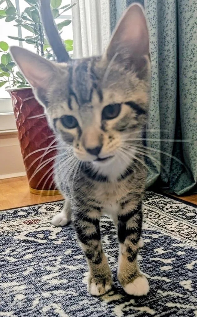 A baby small-sized female Domestic Short Hair cat named Molly for adoption in Fort Myers, FL