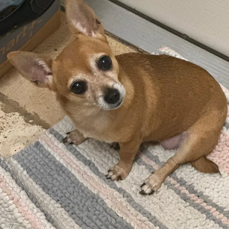 Jitterbug