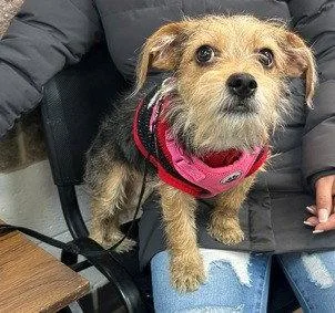 A baby small-sized female Yorkshire Terrier dog named Linda for adoption in Morganville, NJ