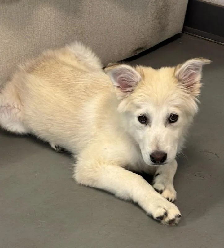 A baby large-sized female White / Cream Husky dog named Dior for adoption in Van Nuys, CA