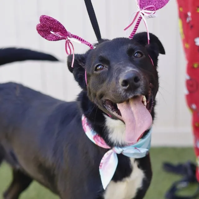 A young medium-sized female Labrador Retriever dog named Luna for adoption in San Antonio, TX