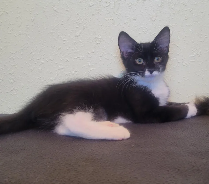 Purrsephone thumbnail 3