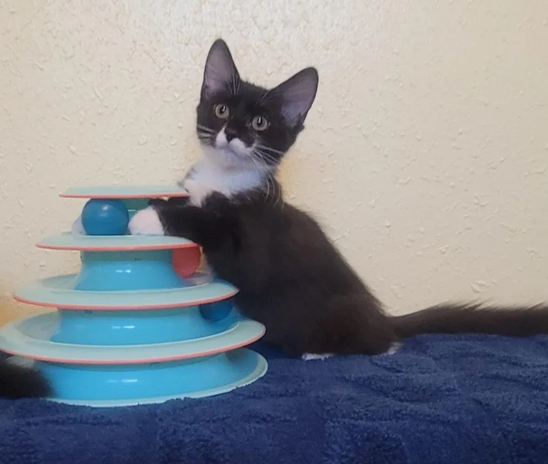 Purrsephone thumbnail 4