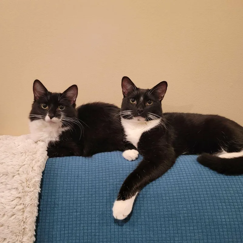 Purrsephone thumbnail 5