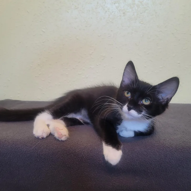 Purrsephone thumbnail 6