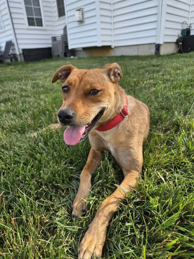 An adult medium-sized female Brown / Chocolate Mixed Breed dog named Twindy for adoption in Milton, DE