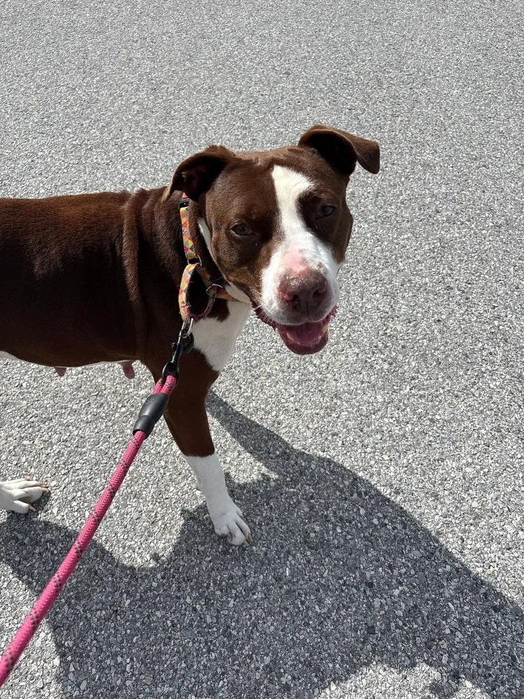 An adult medium-sized female Tricolor (Brown, Black, & White) American Bulldog dog named Emily for adoption in Lakeland, FL