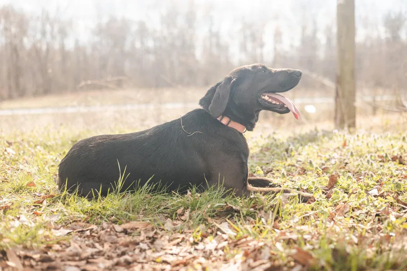 Odessatransport thumbnail 6