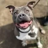 An adult large-sized male Gray / Blue / Silver Pit Bull Terrier dog named Dorian Gray for adoption in Justin, TX