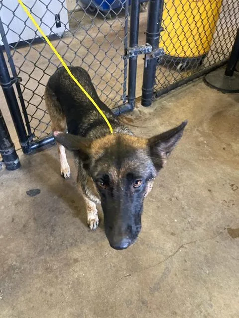 An adult large-sized female German Shepherd Dog dog named Momma for adoption in Dallas, TX