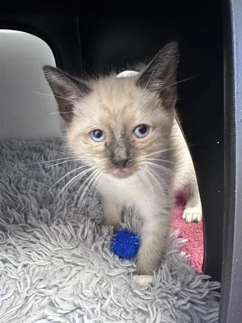 A baby small-sized male Domestic Short Hair cat named Peanut for adoption in Ontario, CA
