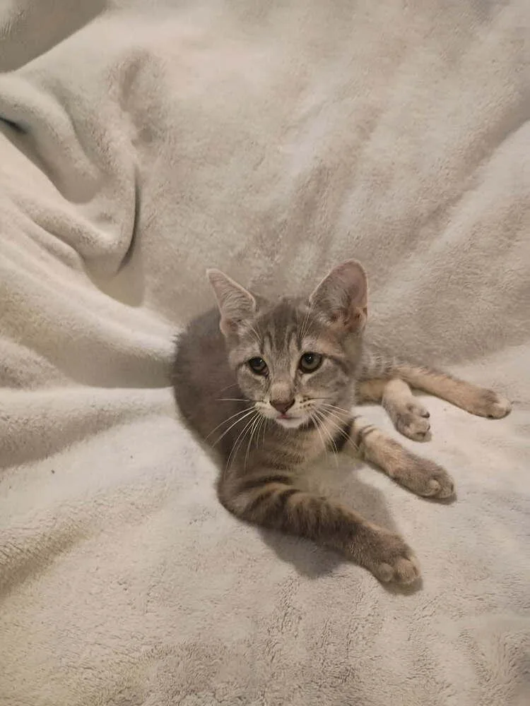 A baby small-sized female Gray / Blue / Silver Domestic Short Hair cat named MuffinC for adoption in Metamora, IL