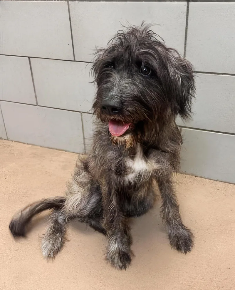 A young medium-sized female Gray / Blue / Silver Mixed Breed dog named Cobweb for adoption in Nashville, TN