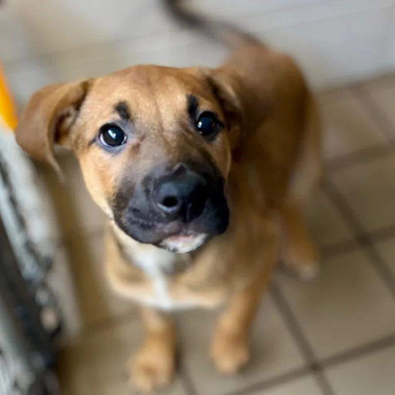 A baby small-sized male Yellow / Tan / Blond / Fawn Mixed Breed dog named Johnny for adoption in New York, NY