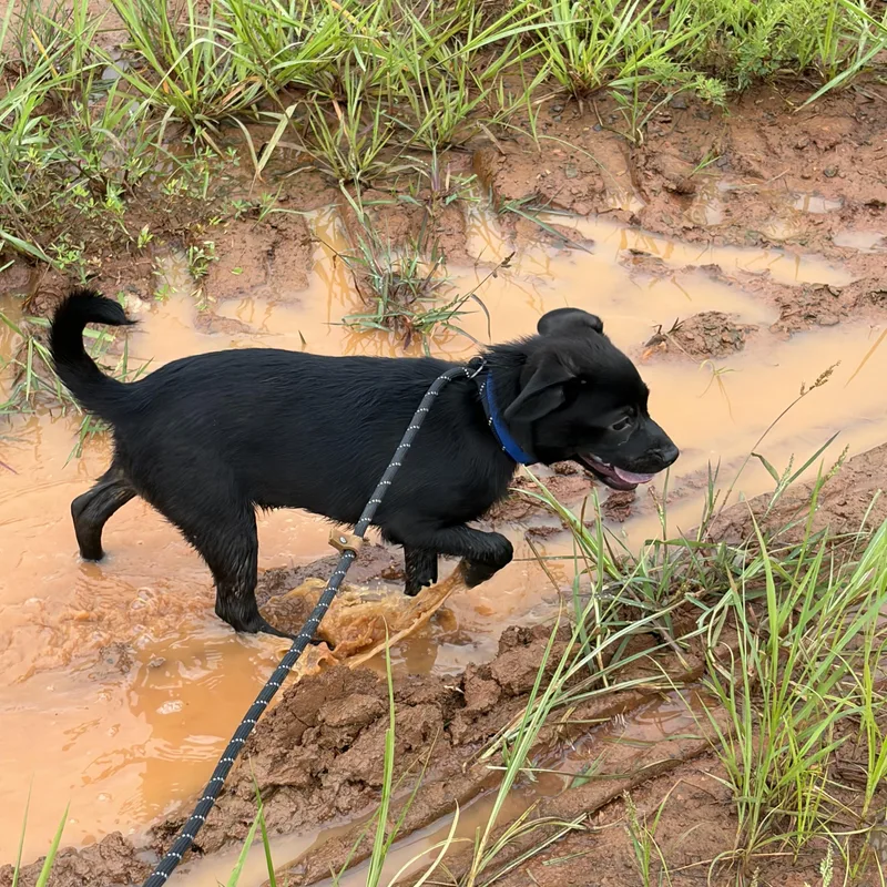 A baby medium-sized male Mixed Breed dog named Bubba for adoption in Thibodaux, LA